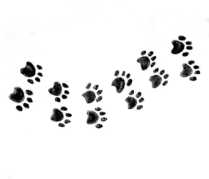 paw prints