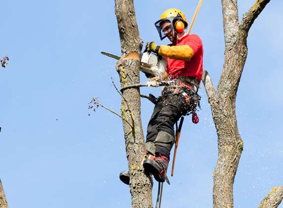 Tree Removal Options