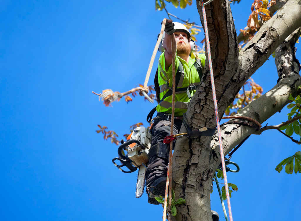 Stockport Tree surgeon